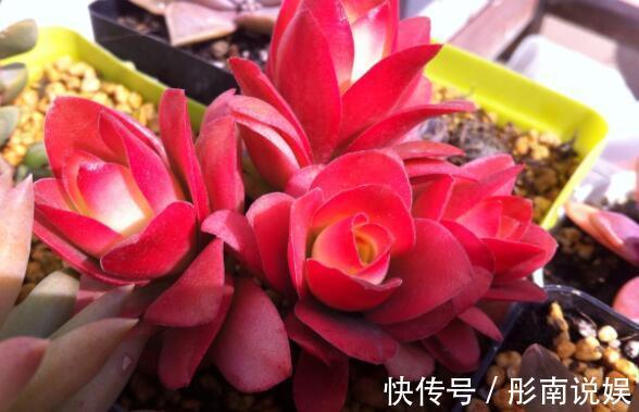 小植物|这些小植物，家里随便养一盆，花美色艳，花开艳丽芳香怡人，美爆