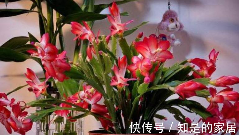 秋冬养花就养它们 好活漂亮 动手多扦插几盆 阳台马上变花海 粉紫色