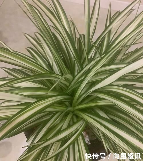 卧室放这三种花,漂亮耐看,提高睡眠质量,一宿睡到天亮