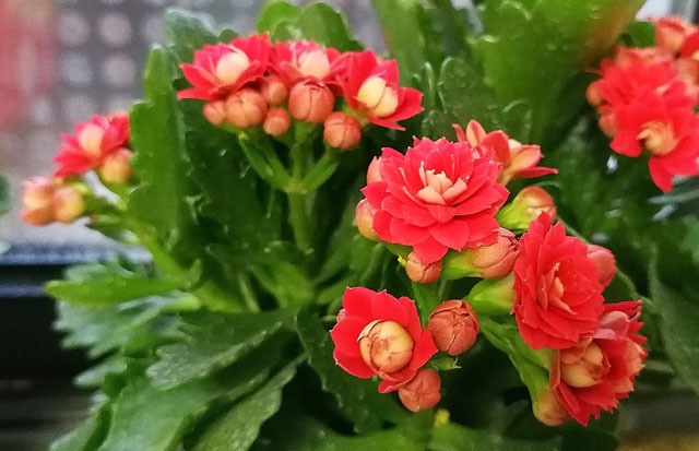 怎么让长寿花长得更好需掌握这几个技巧，才能让它开花爆盆！