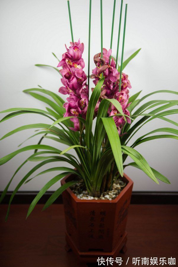 喜欢玫瑰就养盆“彩纸口红”,花开似唇彩,娇艳欲滴,堪称精品