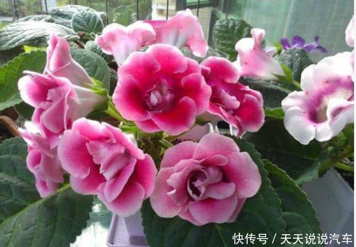 4种花很耐养,沾土就能活,夏天开花很漂亮,花量大不操心