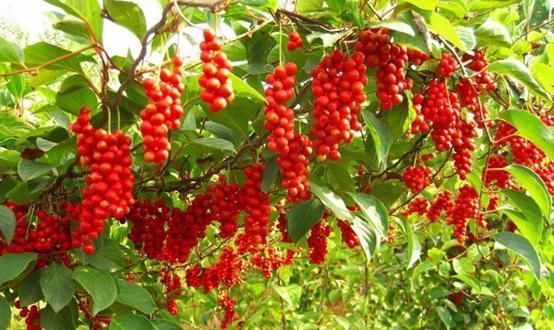 肝病祸根找到了,在冰箱里,这2物不扔,肝病找上你,常吃1宝养肝