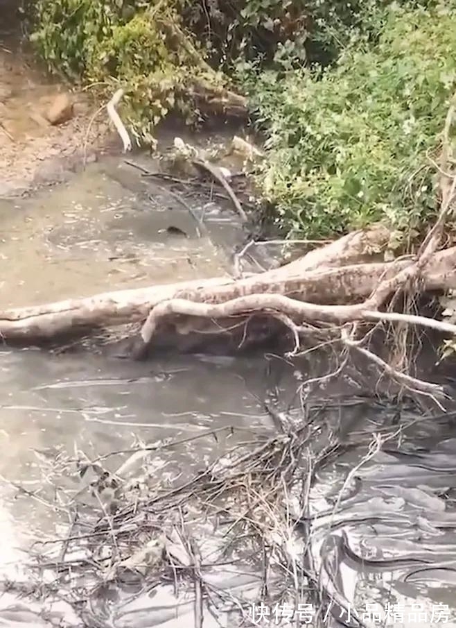 广州一水塘被填平,成群大鱼被困在泥水里无人捞,结果被活埋?