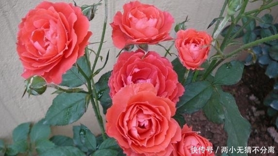 来年|入冬后,扦插这4样植物,成活率高,来年还会开出漂亮的花