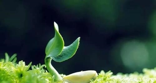 古人是如何过惊蛰的?清末民初湖北惊蛰打虾蟆习俗