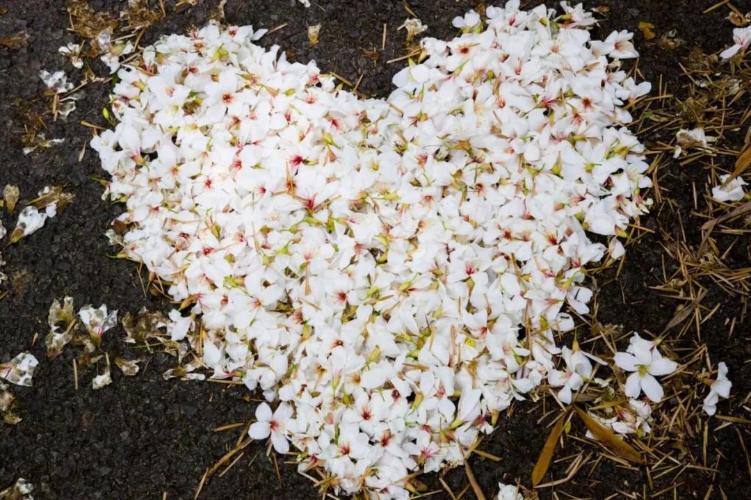 桐花又开！邀你来楠溪江，共赴一场“五月雪”之约 ！