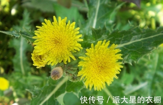 杂草|一种价值珍贵的野菜，一直被当成杂草，现在抢着种