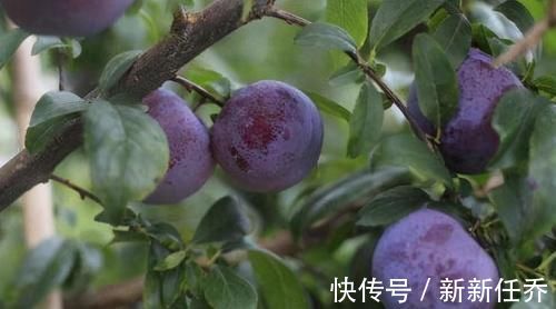 美白|女性皮肤差,夏天吃的好食物,排毒减肥,美白肌肤,预防早衰