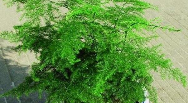 文竹发枯,发黄,不见长,教你3个小妙招,叶翠绿枝茂盛