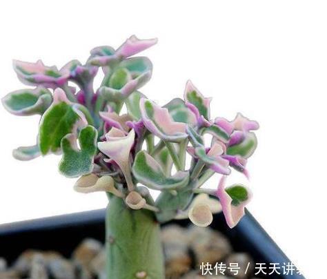 仙人笔多肉,该怎么来养护?该怎么养?根据季节养护最简单!