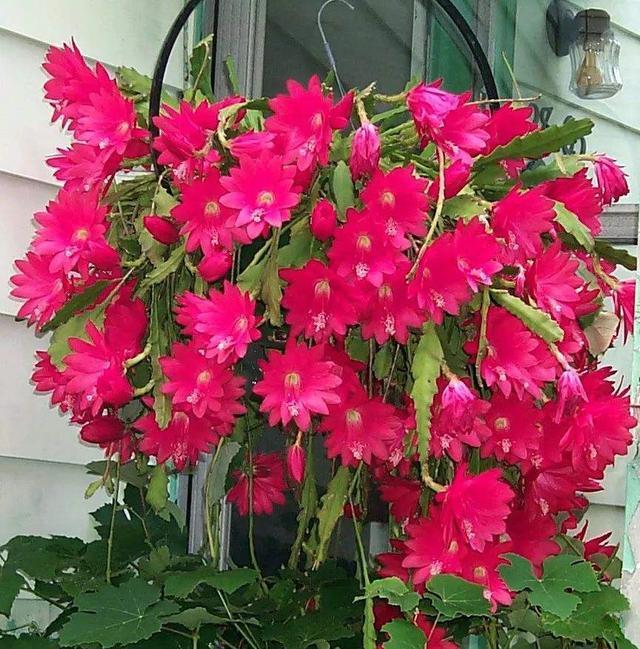 假荷花|这花都叫它“假荷花”,放在土里好生长,开花大朵红艳艳!