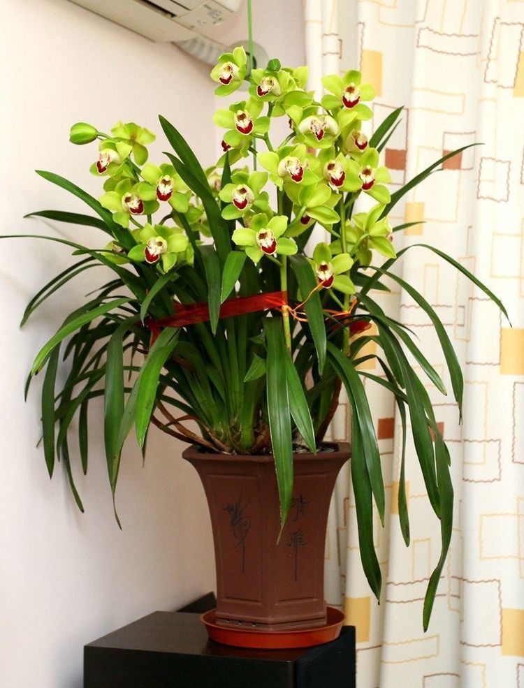 懒人养花养不活,不妨试试这些花朵,好养易爆盆,养在阳台成花海