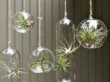 这花不用打理，不施肥不浇水，专门吃空气，挂在空中就能活