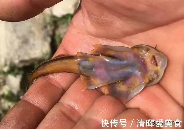 石爬子鱼,虽躲进湍流里生长,依然躲不过1000元一斤走上餐桌