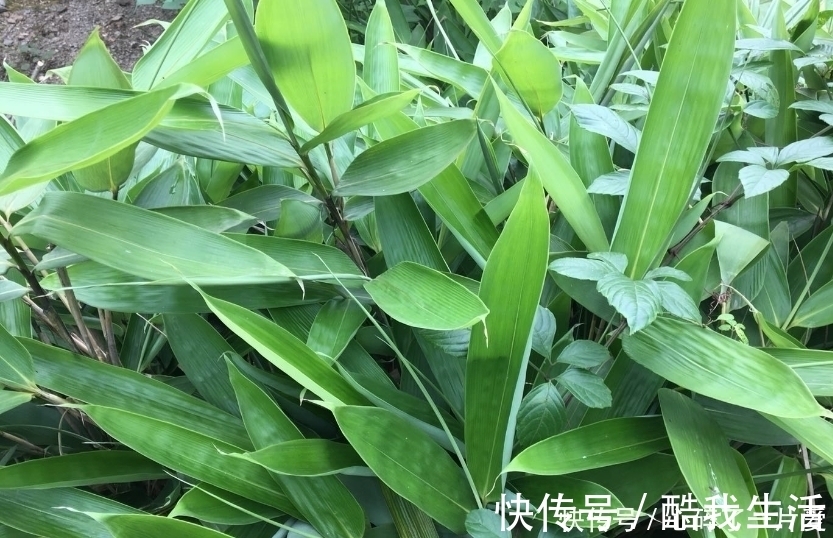 粽叶|吃了这么多年的粽子,你知道粽叶是什么叶子吗?粽叶树长什么样?