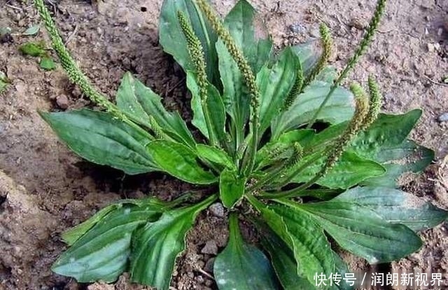 肠黄|老兽医60种常见中草药“一药一功效”汇总,建议养鸡人看看