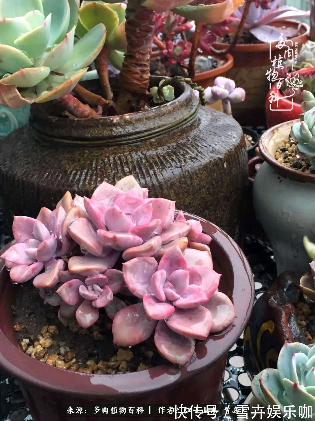 红稚莲|多肉度个夏,回到解放前!曾经有多美,现在就有多丑!