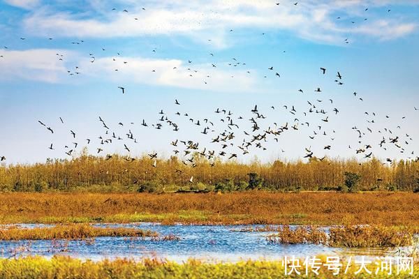 大河网讯|淮滨“看鸟人”徐士华：听不到鸟叫，我会孤独