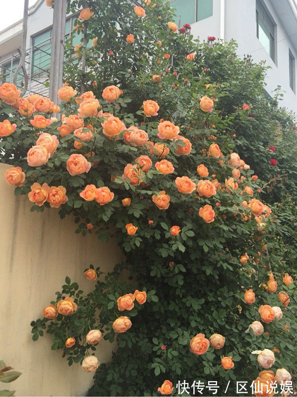 藤本花卉选“夏洛特夫人”，全年开花，花量丰富，阳台变花园