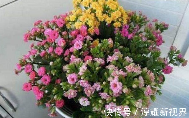 叶片|君子兰、长寿花、蟹爪兰总不开花,可能盆里缺点它,加一点就开花