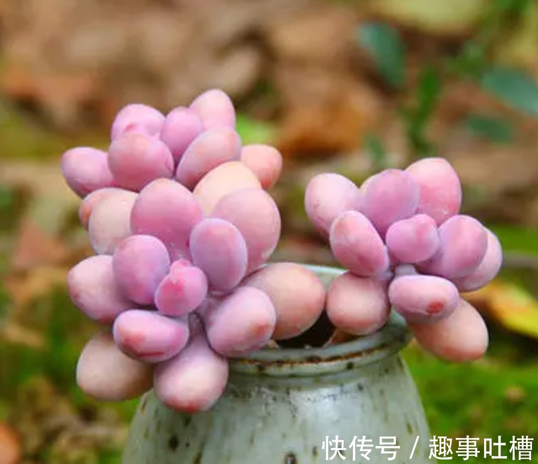 适合12月入手的8种多肉,冬天越晒越漂亮,养再多也不嫌弃