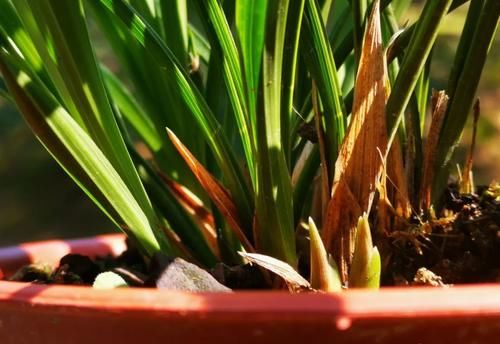 兰花叶芽与花芽的区别？虽然很好分辨，但是变化莫测