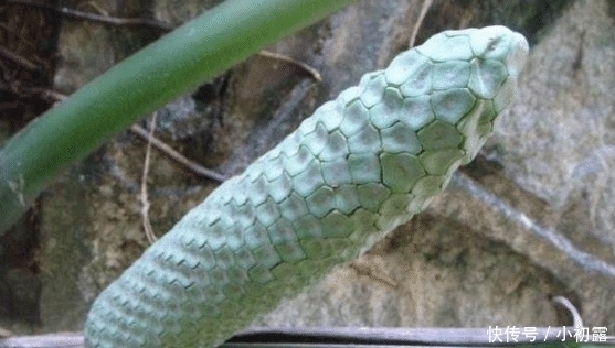 榴莲|“最坑人”的4种水果,买的人还很多,全吃过的都是“土豪”