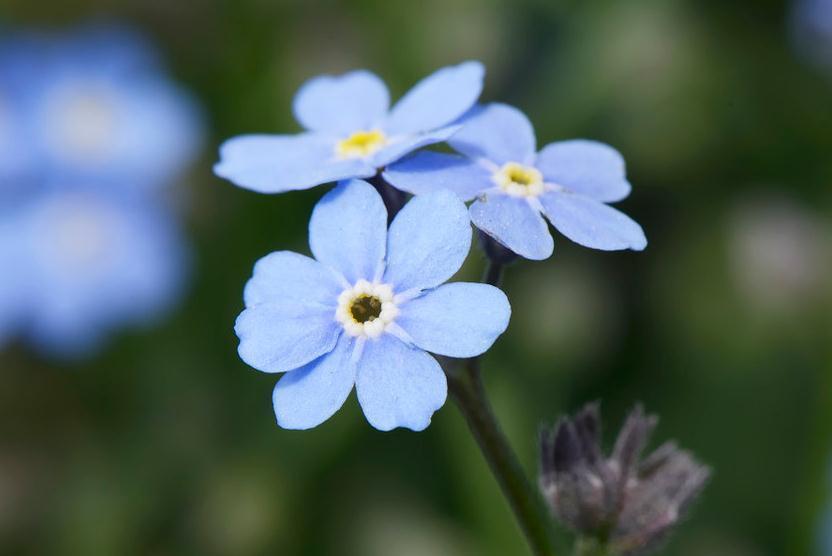 3种花就得虐,不虐不开花,一虐花满枝