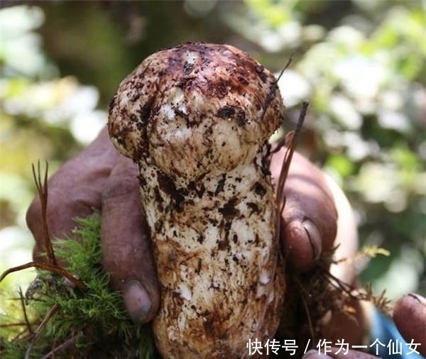 黄唇鱼|法国有鹅肝,俄罗斯有鱼子酱,日本有和牛,中国有什么顶尖食材?