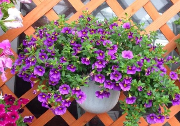 此盆栽花期超长,全年开花,花香沁人心扉,开花娇艳惹人爱