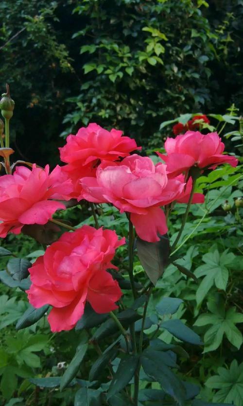 院子种什么花?这3个品种,不要错过,优点多