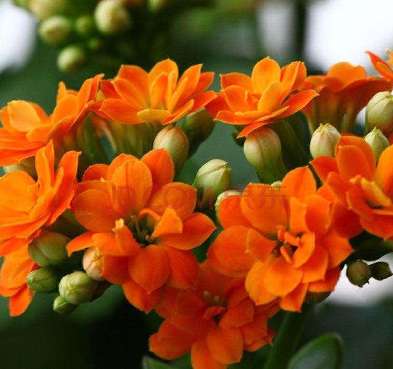 长寿花现蕾期如何管理