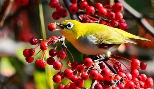 山丁子|养生排毒的好食物，不可错过，止咳平喘，活血化瘀，吃了显年轻
