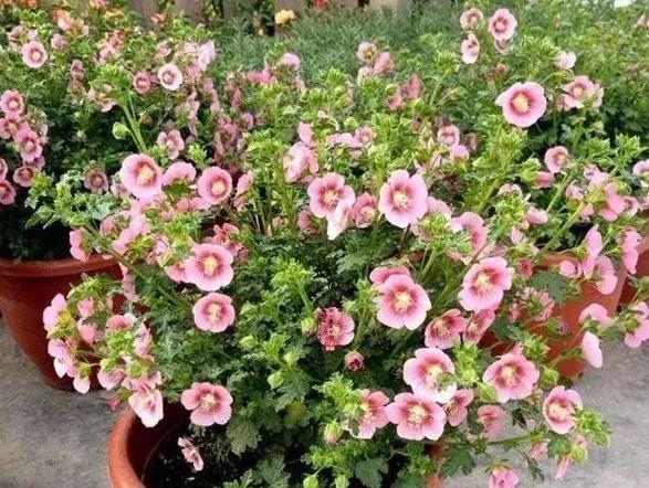 养花不用买营养液，准备好香蕉皮，盆栽植物叶子不泛黄