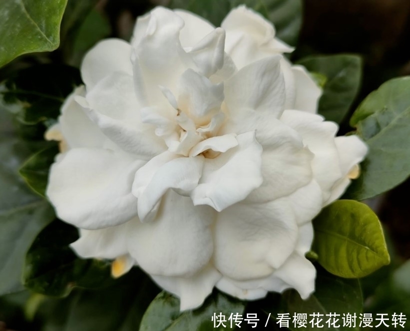 光照|新手种花总嫌花太贵?这几种花会推荐给你,每种只卖十块还特别好看