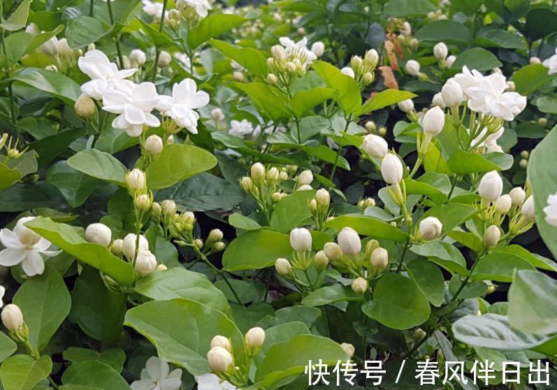 公认难养的3种花,老花匠都不敢轻易入手,新手花友要慎养