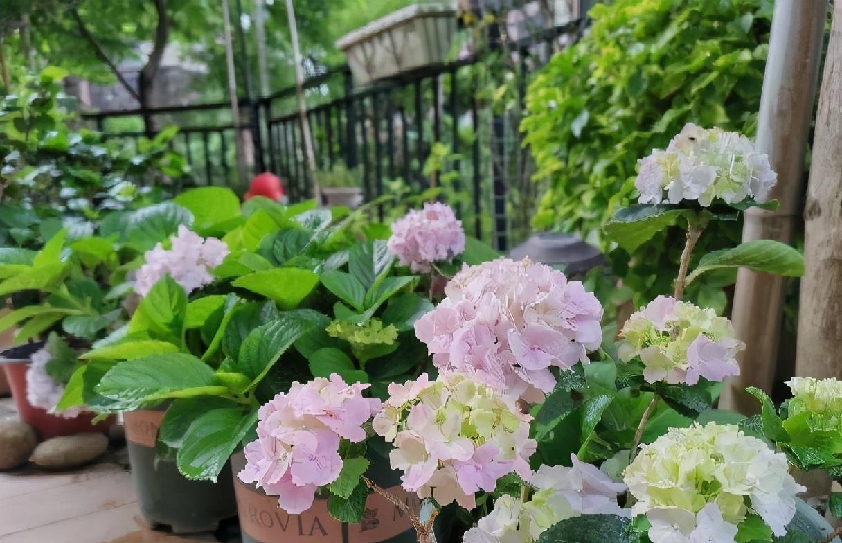 夏季|绣球花凋谢了之后,做好“3步”,来年花球更大,花开爆