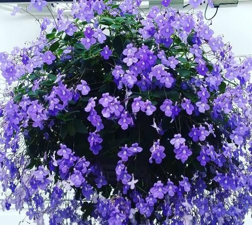 花盆里开出小“海豚”花,耐阴好养,有点散光就能花开2季