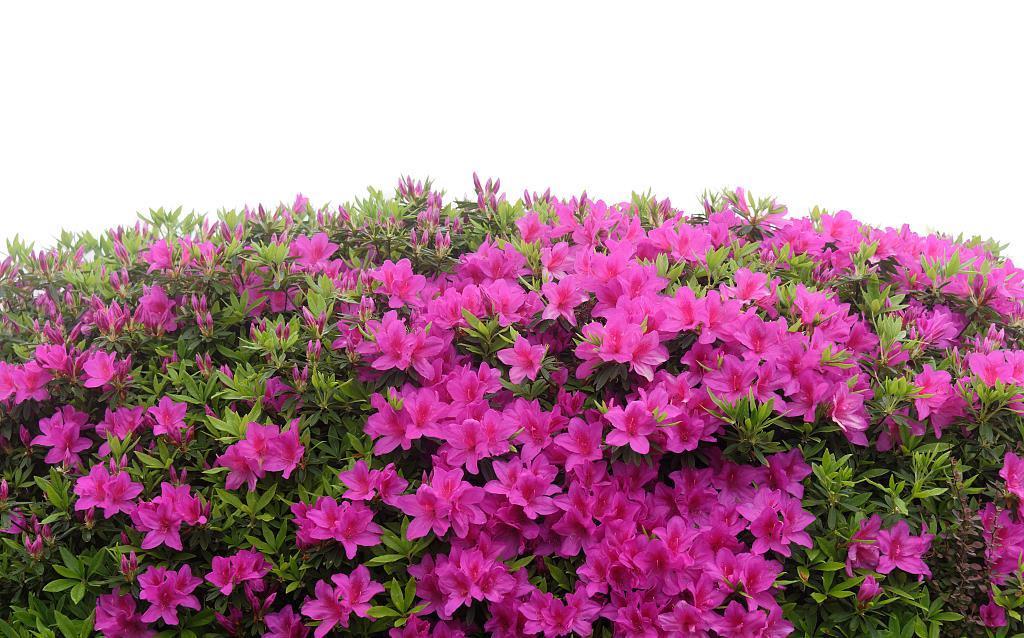 插条|六七月份插扦桂花、茶花、杜鹃正当时，多年经验，教你一步成功
