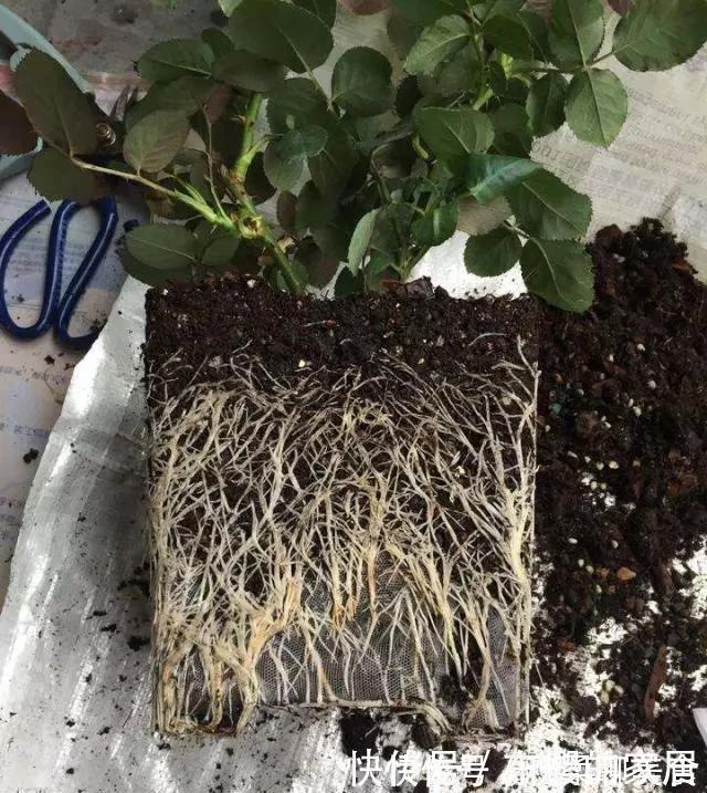 养花旧土别丢,掺入这“3样”,肥得流油不板结,养花太旺了