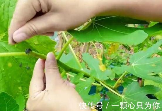 盆栽无花果打顶有2大好处,你还不知道,快来瞧瞧吧