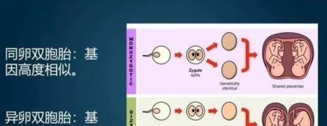 小樱|妈妈生双胞胎“一黑一白”,爸爸要亲子鉴定,医生的话让宝爸后悔