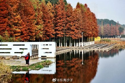 初冬|红水杉，黑天鹅，鄞州公园的初冬景致醉人