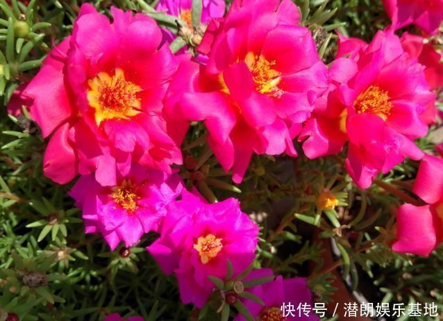 养花就养这几款,全年开花不停,养成一片花海新手也能养活