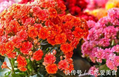 长寿花叶片小花不开，一个小技巧快速帮您解决它