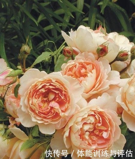 如何让月季弱苗在春天满血复活让你的月季抓住春风长成壮苗吧!