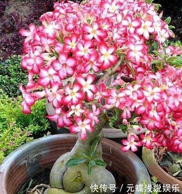 工作忙、没时间养花,不如盆栽这些懒人植物,沾土就能生根存活