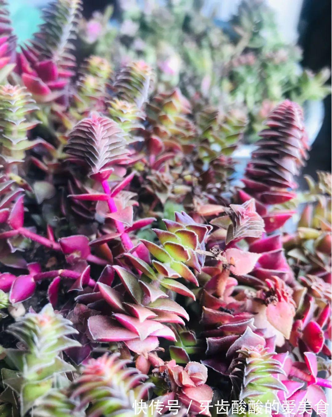 1个盆里塞800棵多肉,鼓到爆炸,看都不敢看