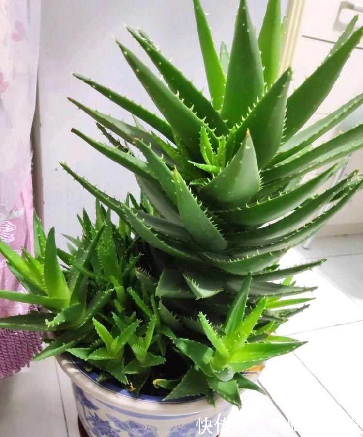 吊兰|不需要扦插的5种花，把根“掰开”就是小苗，成活率真高